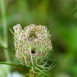 Karottensamen wild zur Gewinnung von Karottensamenöl bio (ätherisches Öl)