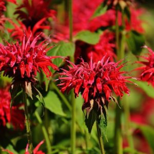 Indianernessel rote Blüte Indianernessel ct geraniol (ätherisches Öl)