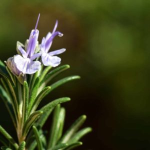 Rosmarin mit Blüte zur Gewinnung von Rosmarinöl verbenon bio (ätherisches Öl)