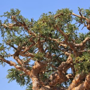 Weihrauchöl: Boswellia - frankincense tree zur Gewinnung von Weihrauch bio (Boswellia carterii) ätherisches Öl