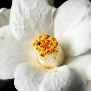 Camellia oleifera zur Gewinnung von Kameliensamenöl bio (Camellia oleifera)