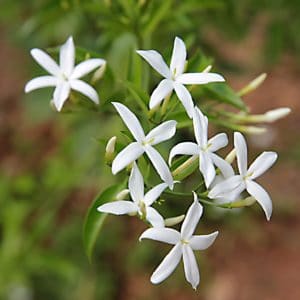 Arabischer Jasmin zur Gewinnung von Jasmin sambac absolue 100%