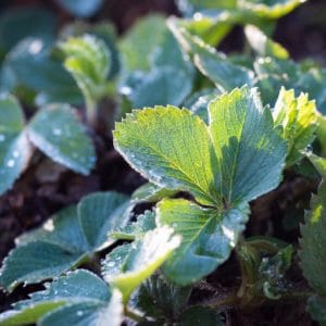 Erdbeerblätter-grün-strawberries zur Gewinnung von Erdbeerblätter absolue 100%