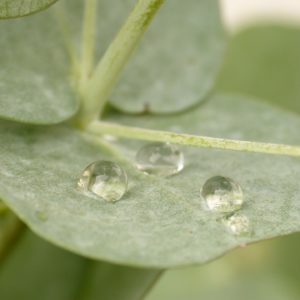 Eukalyptusblatt zur Gewinnung von Eukalyptusöl globulus bio