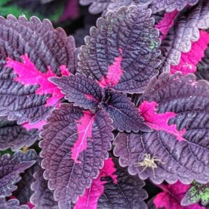 Perilla fructens Pflanze zur Gewinnung von Perilla Blätter Shiso (ätherisches Öl)