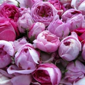 frisch gepflückte Rosa damascena zur Herstellung von Rosenöl bio (Türkei) Jojobaöl-Verdünnung 10%