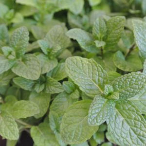 Mentha piperita zur Gewinnung von Nana Minze bio (ätherisches Öl)