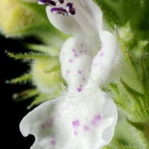 Cat-Mint-Katzenzitronenminze zur Gewinnung von Zitronenminze Öl bio (Weiße Melisse)