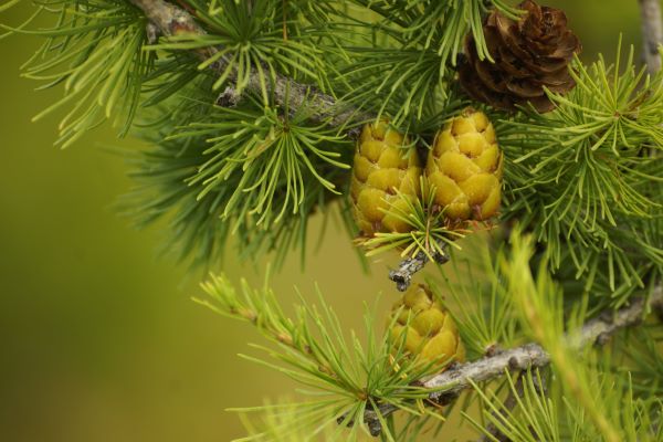 Zweig der Atlaszeder mit grünen Nadeln und unreifen Zapfen – Cedrus atlantica in natürlicher Umgebung