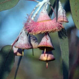 Blue Mallee wildwachsend zur Gewinnung von Eukalyptus Blue Mallee bio