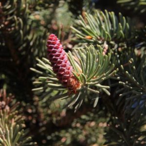 Schwarzfichte mit Nadeln und Zapfen zur Herstellung von Schwarzfichtenöl bio (ätherische Öl)