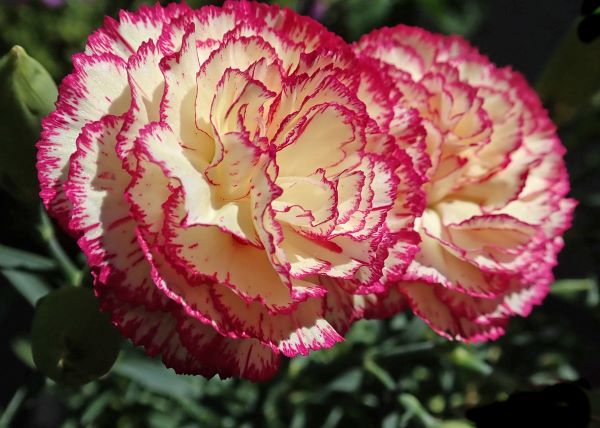 Nelke gestreift zur Gewinnung von Gartennelke Absolue (Carnation Absolue) 100%