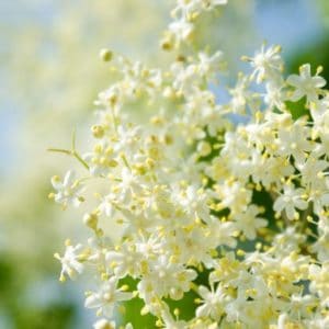 frische Holunderblüten zur Herstellung von Holunderblüte absolue 100%