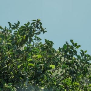 Sandelholzstrauch auf Hawaii zur Gewinnung von Sandelholz Öl aus Santalum paniculatum (Royal Hawaiian)