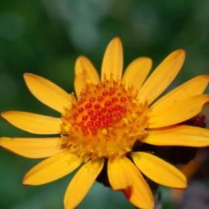 Arnica montana zur Gewinnung von Arnika absolue (Arnica montana)
