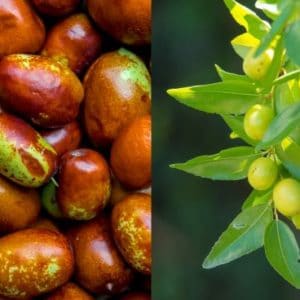 Jojobafrüchte zur Gewinnung von Jojobaöl