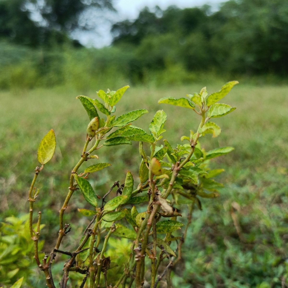 Muña (Anden-Minze) – traditionelle Heil- und Würzpflanze aus den Hochlagen Perus, fotografiert in ihrer natürlichen Umgebung