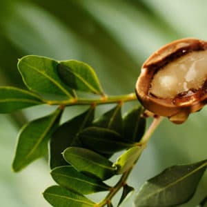 Argannuss am Baum zur Gewinnung von Arganöl geröstet bio kaltgepresst