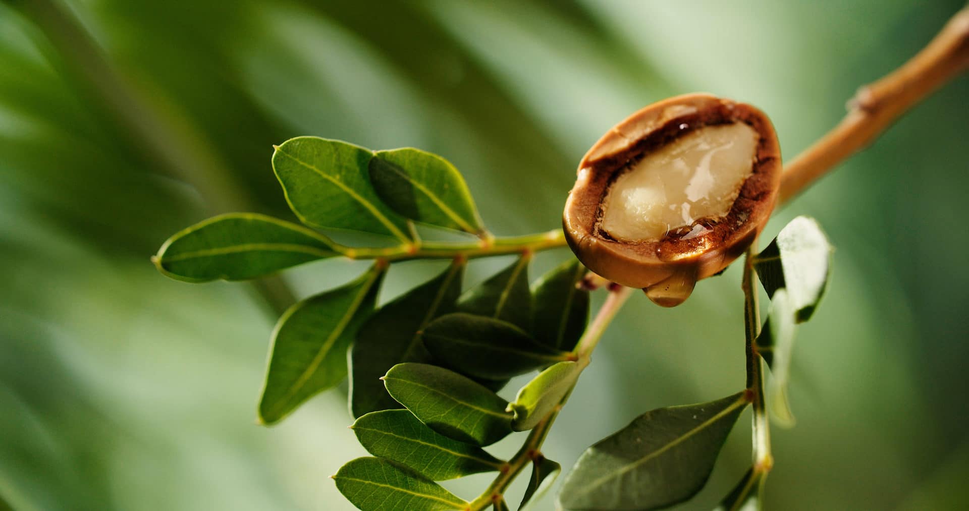 Argannuss am Baum zur Gewinnung von Arganöl geröstet bio kaltgepresst