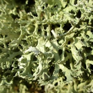 Flechte - Eichenmoos zur Gewinnung von Eichenmoos absolue grün 100%