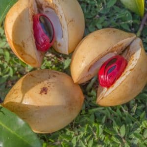 Muskatblüten_Macis zur Gewinnung von Muskatblütenöl bio Macis (ätherisches Öl)