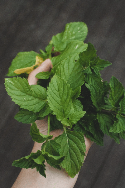 ueber_uns_minze ueber_uns_minze