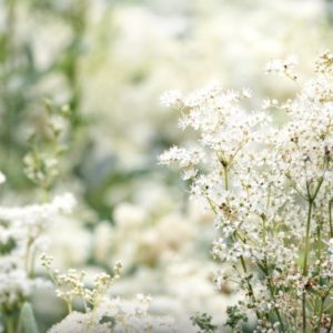 Nahaufnahme von blühendem Mädesüß (Filipendula ulmaria), auch bekannt als Wiesenkönigin, mit zarten weißen Blüten in natürlicher Umgebung.