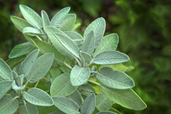 Frische Salbeiblätter (Salvia officinalis) – Grundlage für unser naturbelassenes Salbeihydrolat bio aus Frankreich