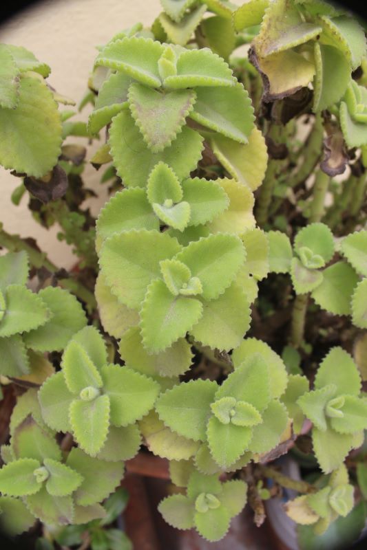 Ajowanpflanze zur Gewinnung von Ajowan bio (ätherisches Öl)