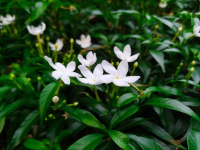 Jasminblüten von Jasminum grandiflorum zur Gewinnung von Jasmin Grand Cru absolue 5% (Alkoholverdünnung)