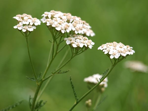 Weiße Schafgarbenblüten (Achillea millefolium) – Grundlage für unser biologisches Schafgarben-Hydrolat aus Frankreich