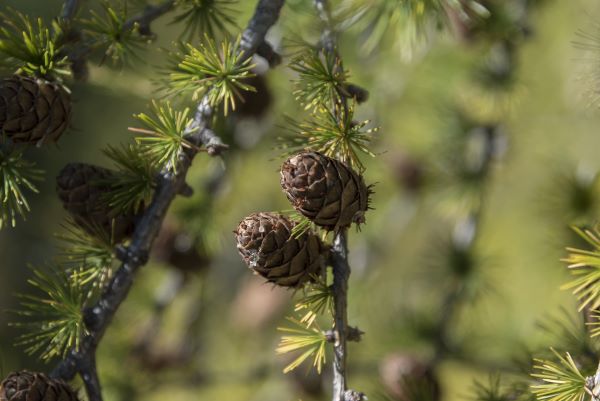Zweig der Zirbelkiefer mit grünen Nadeln und braunen Zapfen – Pinus cembra in den Alpen