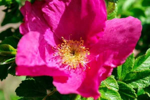 Blühende Mairose in intensiver Pinkfärbung – zarte Blütenblätter mit goldgelben Staubgefäßen, Basis für das Mairosen Hydrolat bio.