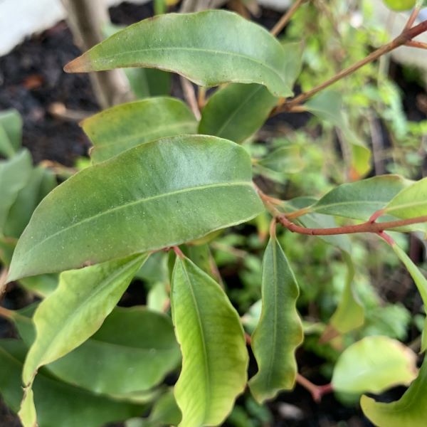 Strauch der Anisemyrte zur Gewinnung von Anismyrte (Backhousia anisata) ätherisches Öl