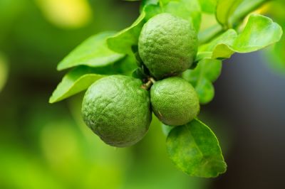 3 Bergamottefrüchte am Zweig zur Gewinnung von Bergamotte bio (bergaptenfrei)