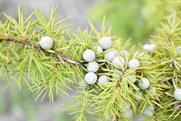 Zweig des echten Wacholders (Juniperus communis) mit unreifen Beeren – natürliche Quelle des Hydrolats