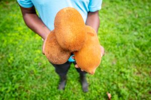 Früchte des Capuacu-Baumes. Hier werden die Samen zur Gewinnung von Capuacu-Butter entnommen.