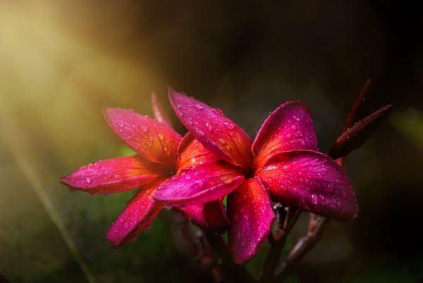 Champaca Blüte zur Herstellung von Champaca rot absolue (Alkoholverdünnung)