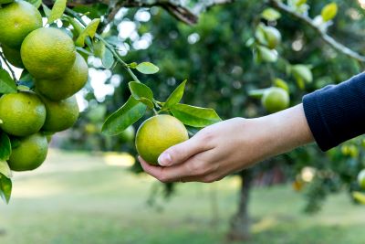 Hand pflückt eine grün-gelbe Bergamotte – Symbol für naturreines Bio-Bergamotte-Öl aus Italien.