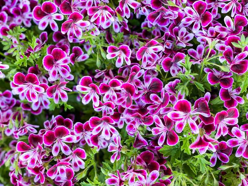 Blütenmeer aus intensiv pink-violetten Pelargonien (Duftgeranien) mit gezackten, grünen Blättern – Nahaufnahme voller Farbenpracht und Lebendigkeit.