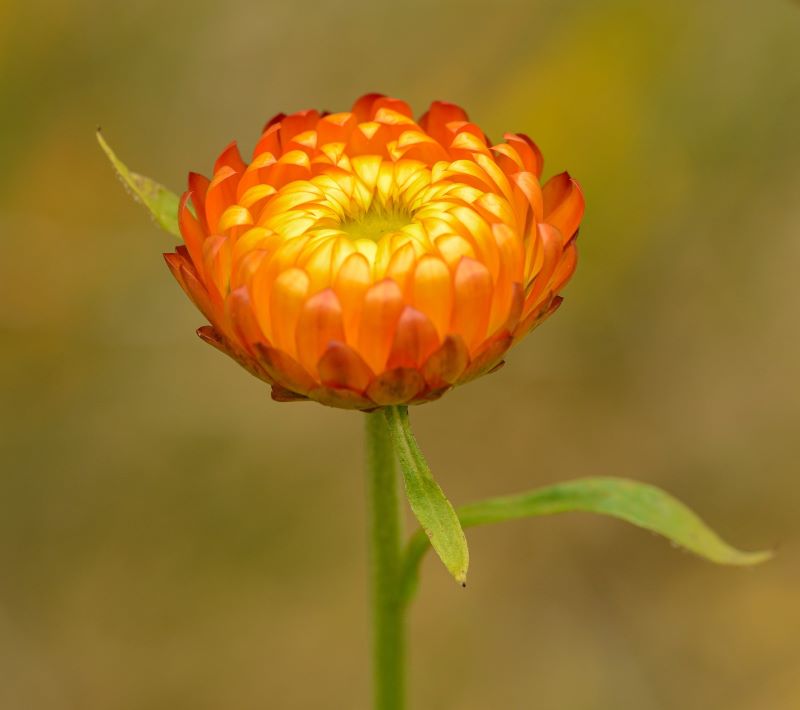 Blühende orangefarbene Immortelle (Helichrysum italicum) – leuchtend und sonnengereift, Symbol der „Ewigen Blume“, aus biologischem Anbau in Frankreich.