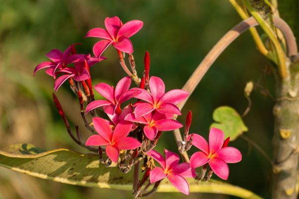Champaca Blume zur Gewinnung von Champaca rot absolue 100%