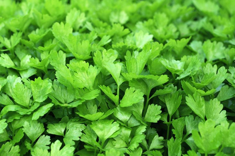 Korianderblätter zur Gewinnung von Korianderblätter - Cilantro (ätherisches Öl)