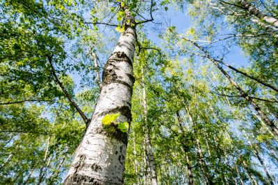 Blick hinauf zu einer weißborkigen Birke im lichten Frühlingswald unter blauem Himmel – Symbol für Leichtigkeit, Neubeginn und Naturkraft.