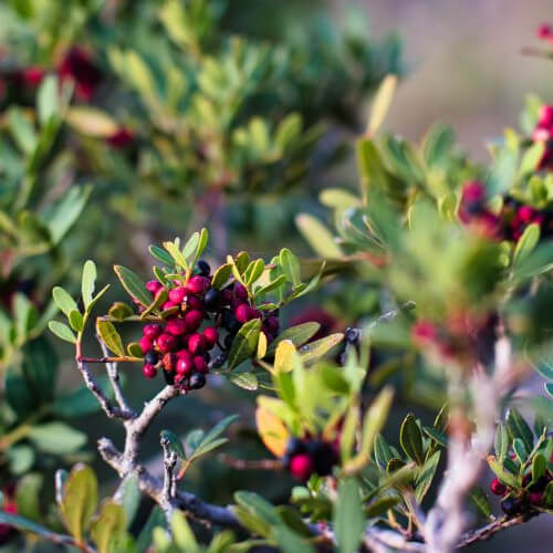 Mastix-Pistazienstrauch mit reifen, roten Früchten und grünen Blättern in natürlicher Umgebung – Ursprung des Mastix Hydrolats bio