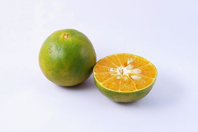 grüne Mandarine_und aufgeschnittene grüne Mandarine - tangerine-green zur Gewinnung von Mandarine grün bio (ätherisches Öl)