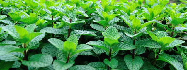 Minzbusch zur Gewinnung von Ackerminze bio (mentha arvensis)
