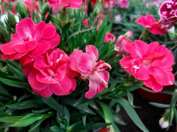 Gartennelke rot zur Gewinnung von Gartennelke absolue (Alkoholverdünnung) 10%