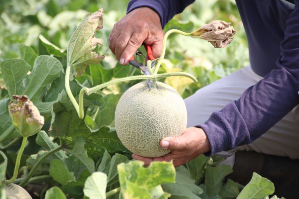 Moschusmelone wird von Hand geerntet. Die Kerne - Samen werden zur Gewinnung von Moschusmelonenöl- kaltgepresst verwendet.