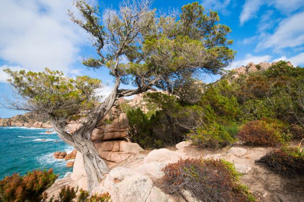 Korsischer Zwergwacholder an felsiger Küste mit Blick auf das Mittelmeer – Juniperus communis var. nana